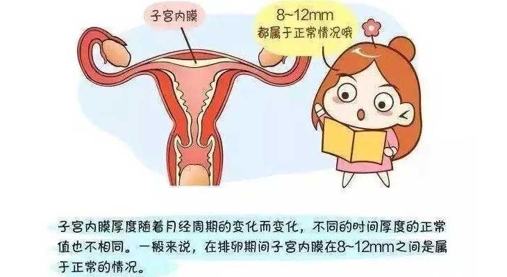 子宫子宫内膜影响试管婴儿成功率