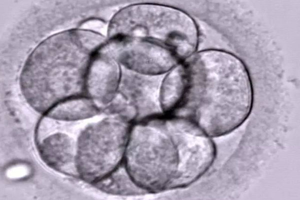 优质D3胚胎图片